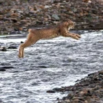 A lynx leaping over a stream in a rocky landscape.