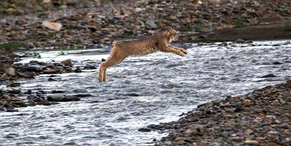 A lynx leaping over a stream in a rocky landscape.