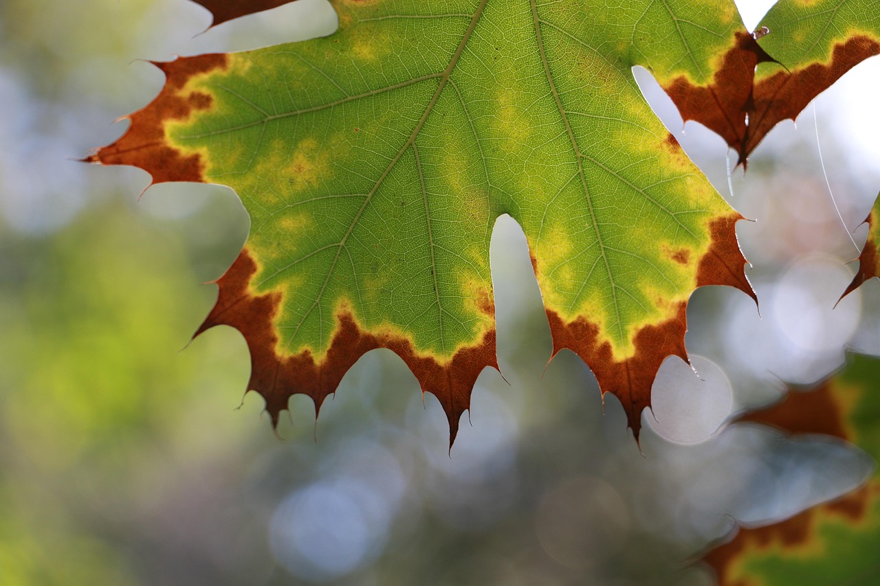 Winter, nature, leaf — Vox Casino z grami z motywami historycznymi i mitologicznymi