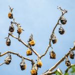 bat family phylogeny