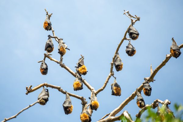 Bat Family Phylogeny: Proven Insights from Genomes and Fossils