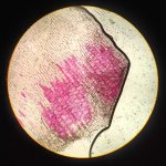 cell division benefits